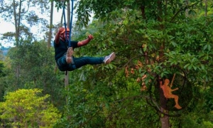 Flying Fox